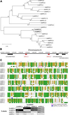 Root-Specific Expression of Vitis vinifera VviNPF2.2 Modulates Shoot Anion Concentration in Transgenic Arabidopsis